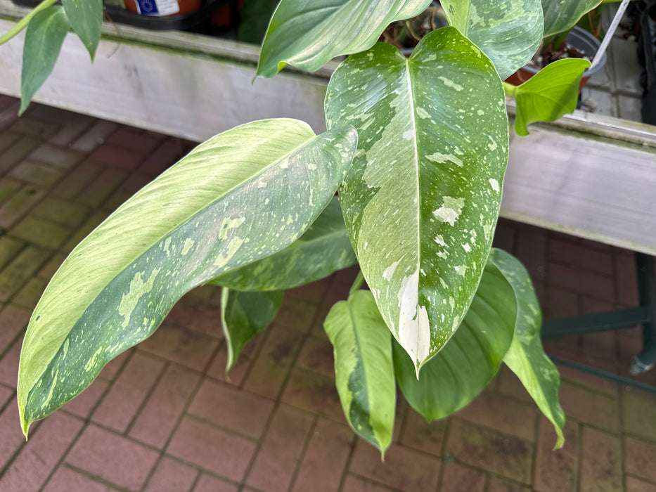 Philodendron imbe 'Jose Buono'