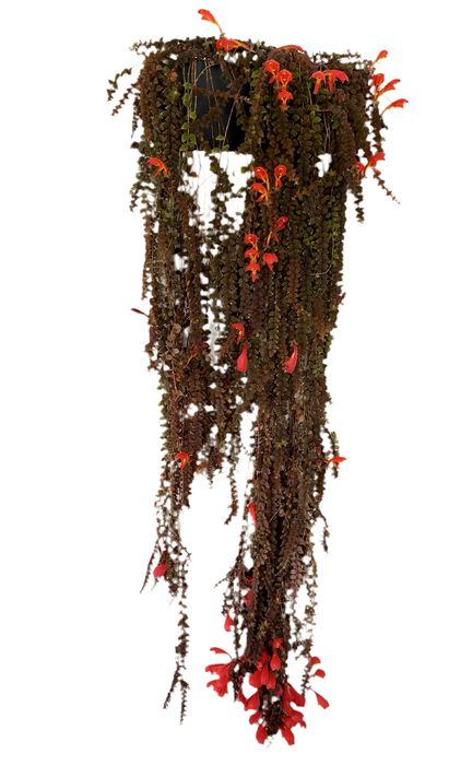 Columnea gloriosa