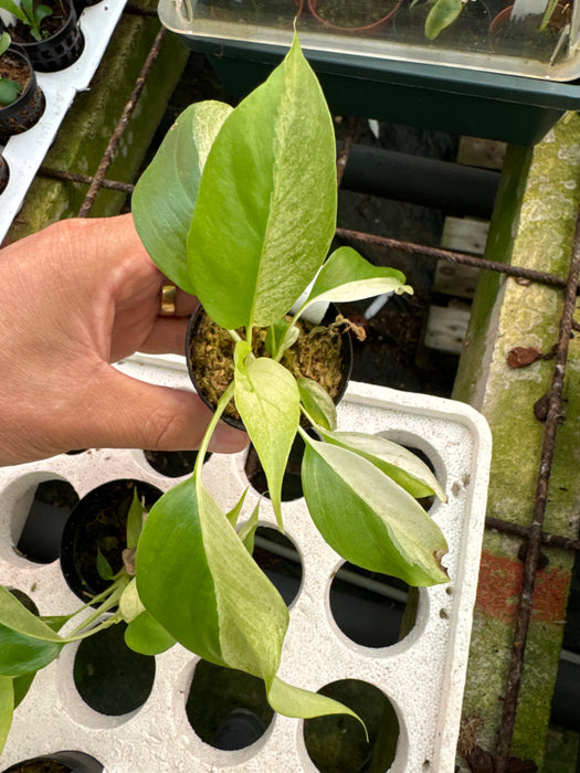 Rhaphidophora tetrasperma variegata (5,5cm Topf)