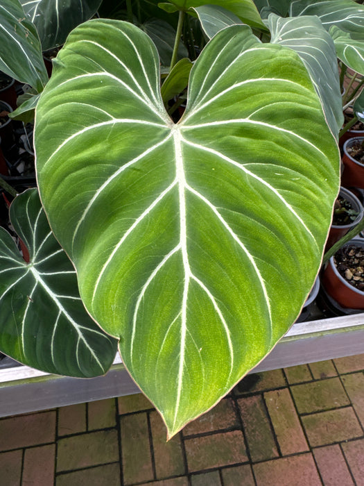 Philodendron gloriosum