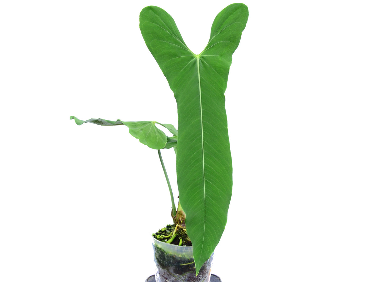 Anthurium Argyrostachyum Velvety Plant in a 4