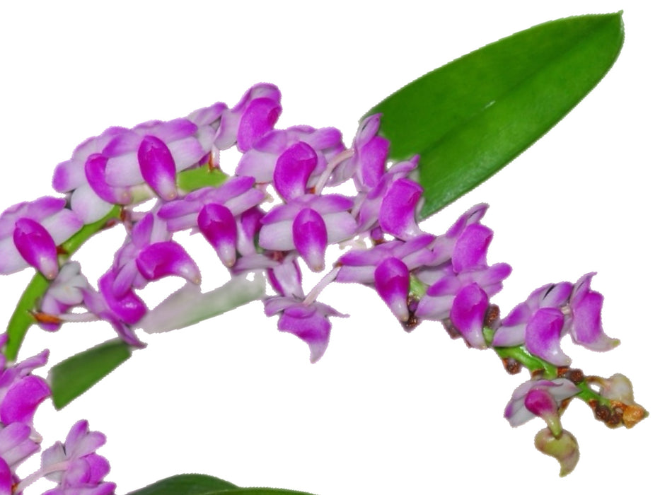 Aerides odorata