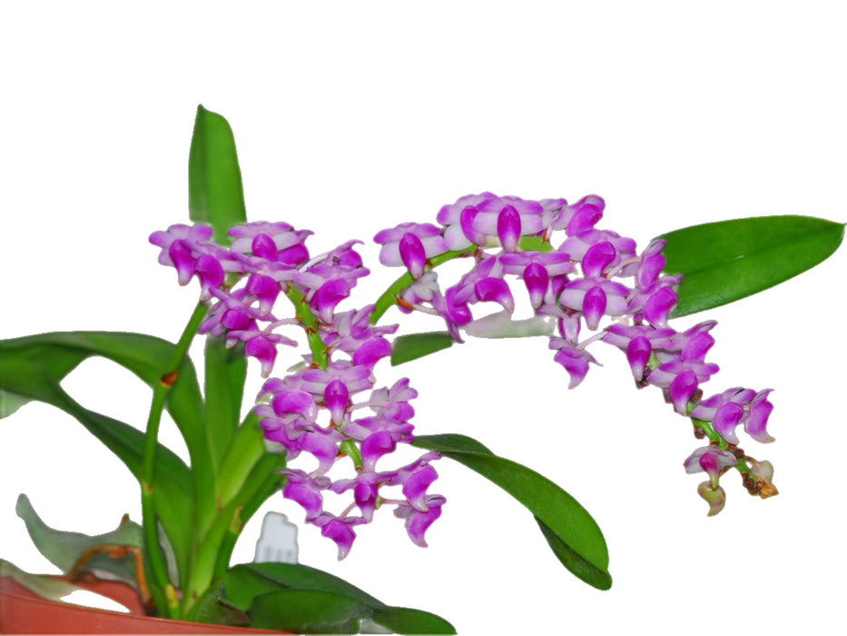 Aerides odorata