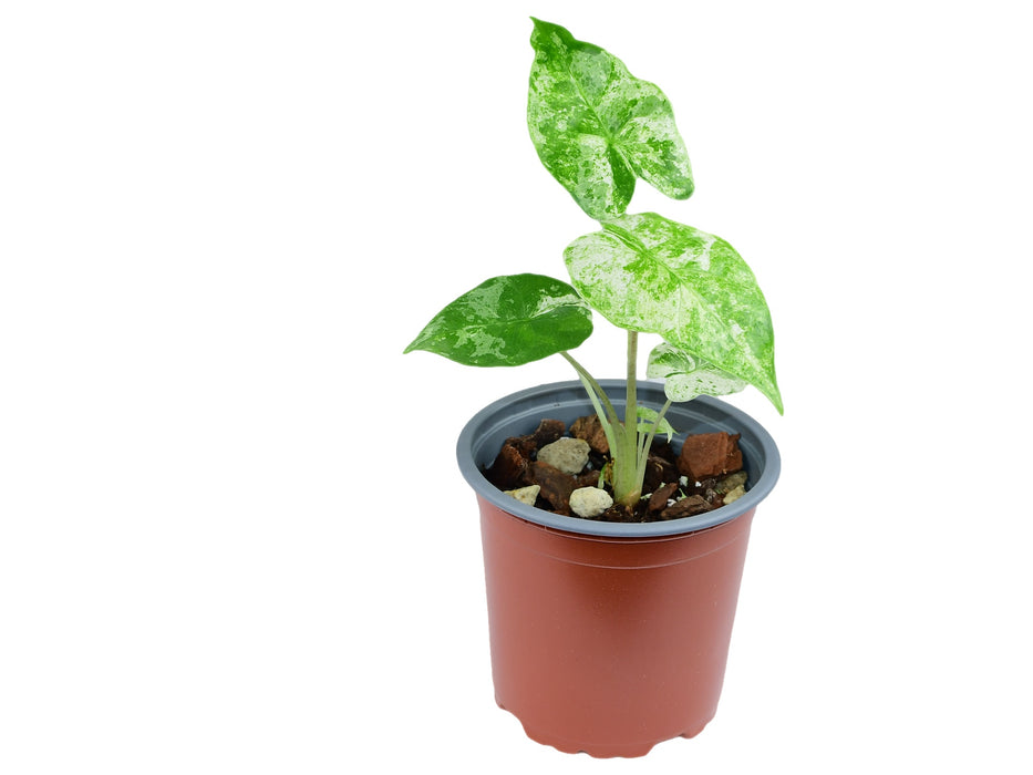 Alocasia odora 'Batik' variegated S (11cm Topf)