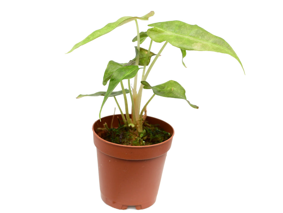 Alocasia X amazonica 'Polly' variegated (5,5cm Topf)