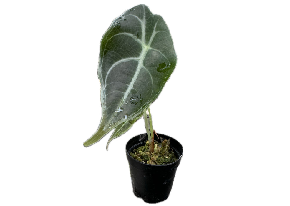 Alocasia longiloba 'Watsoniana‘