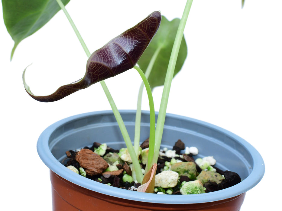 Alocasia longiloba 'Watsoniana‘