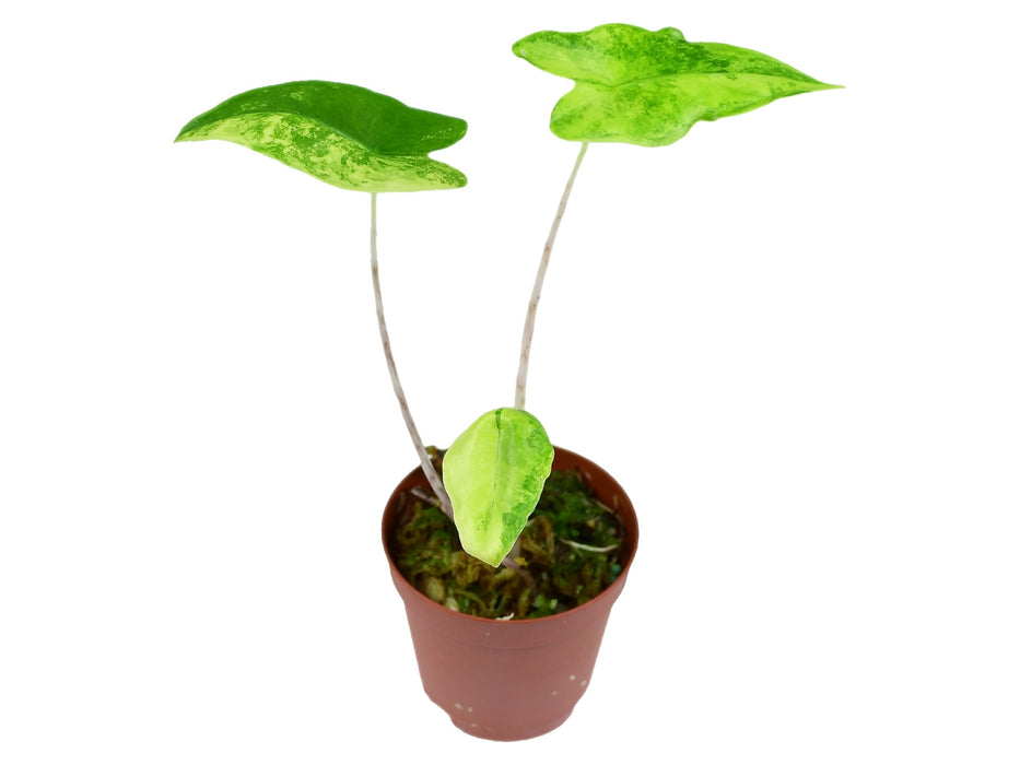 Alocasia zebrina 'aurea' variegata