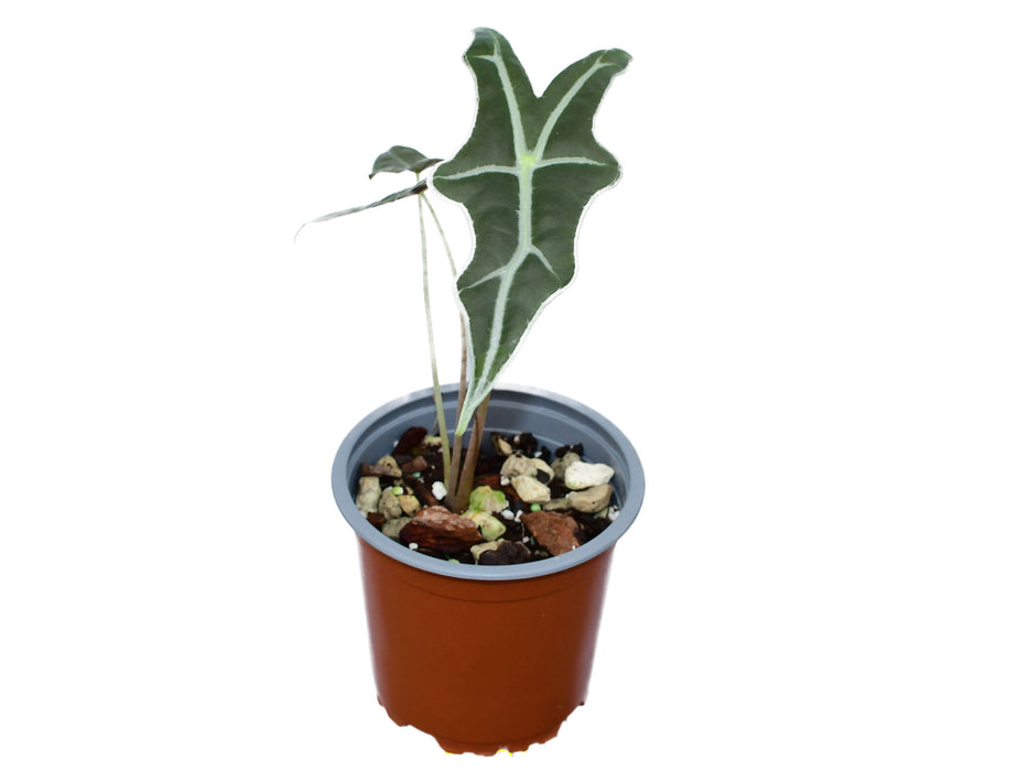 Alocasia sanderiana Nobilis S (11 cm Topf)