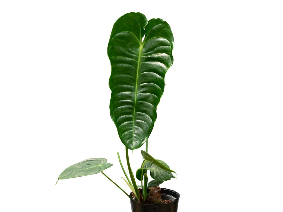 Anthurium veitchii type