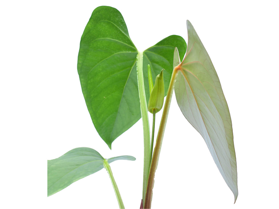 Anthurium cerrocampanense