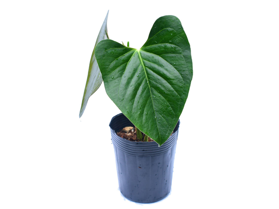 Anthurium cerrocampanense