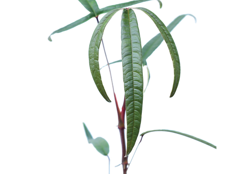 Anthurium cutucuense