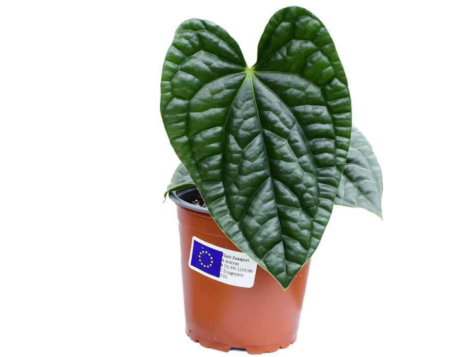 Anthurium luxurians S