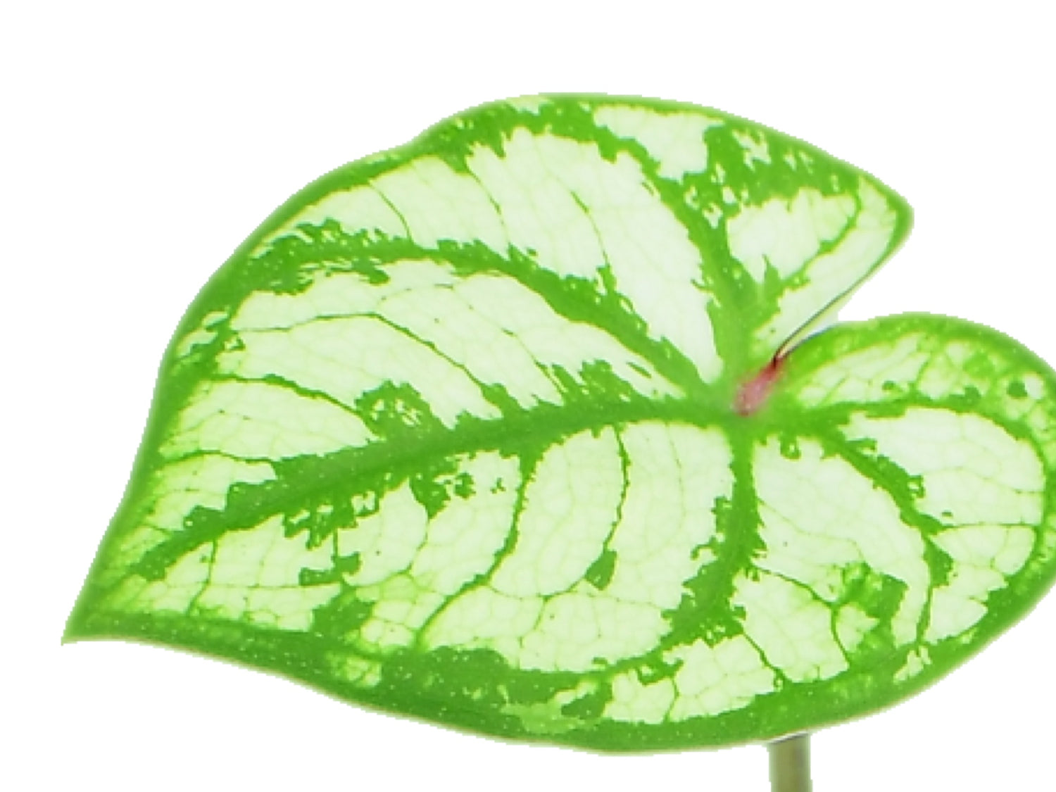 Caladium bicolor ‘Zixia' (5,5cm Topf)