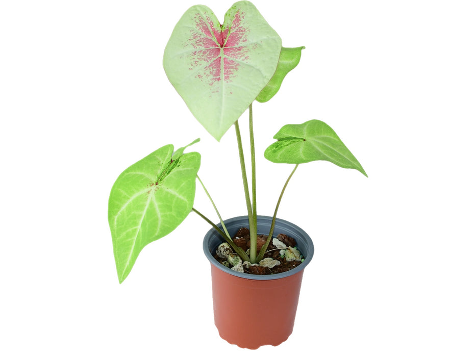 Caladium bicolor 'Peach Juice'