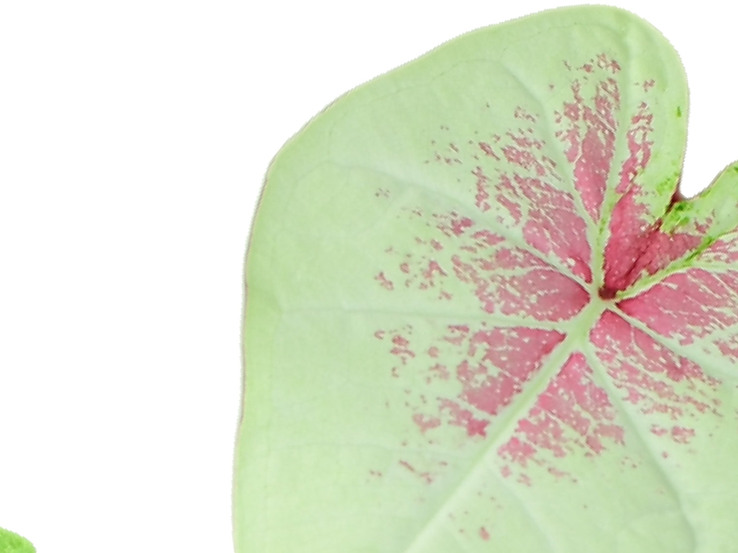 Caladium bicolor 'Peach Juice'