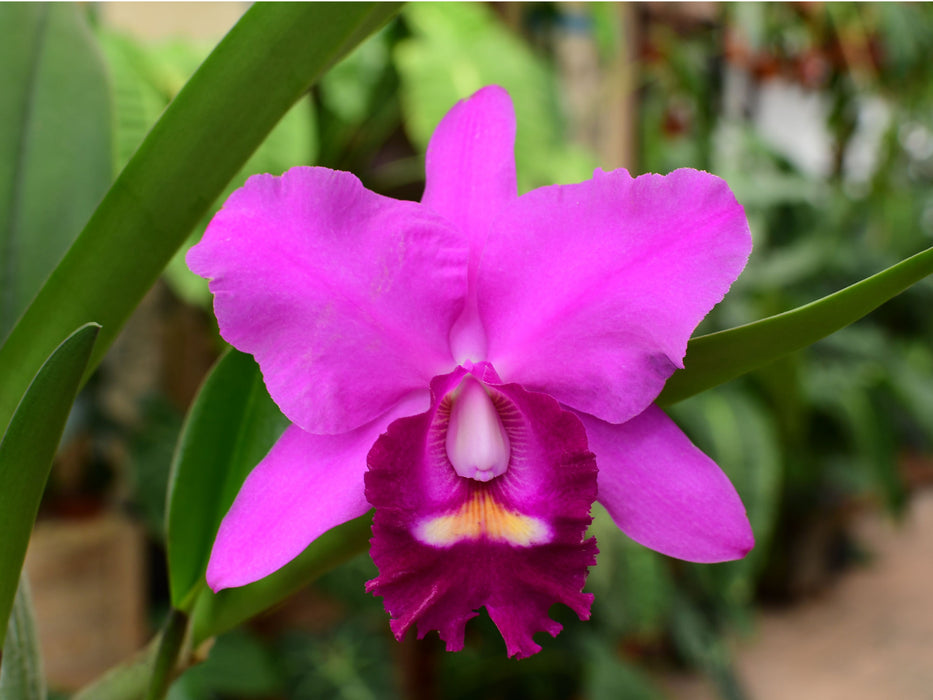 Rhyncholaeliocattleya KAROLINA Rodriguez Lizano