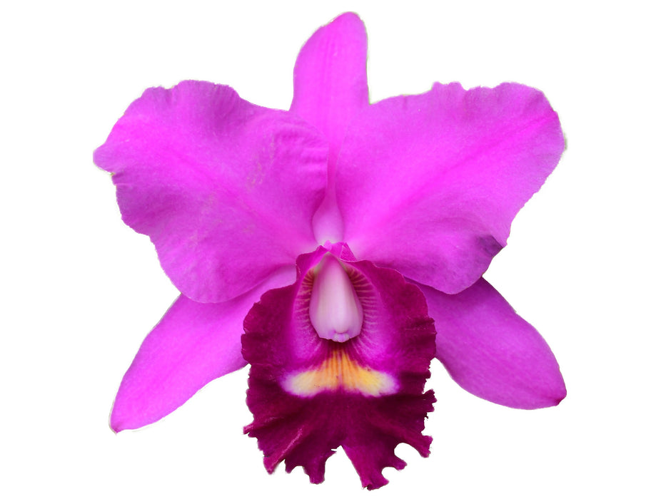 Rhyncholaeliocattleya KAROLINA Rodriguez Lizano