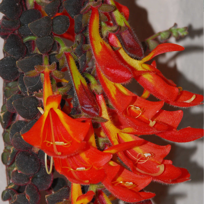 Columnea gloriosa