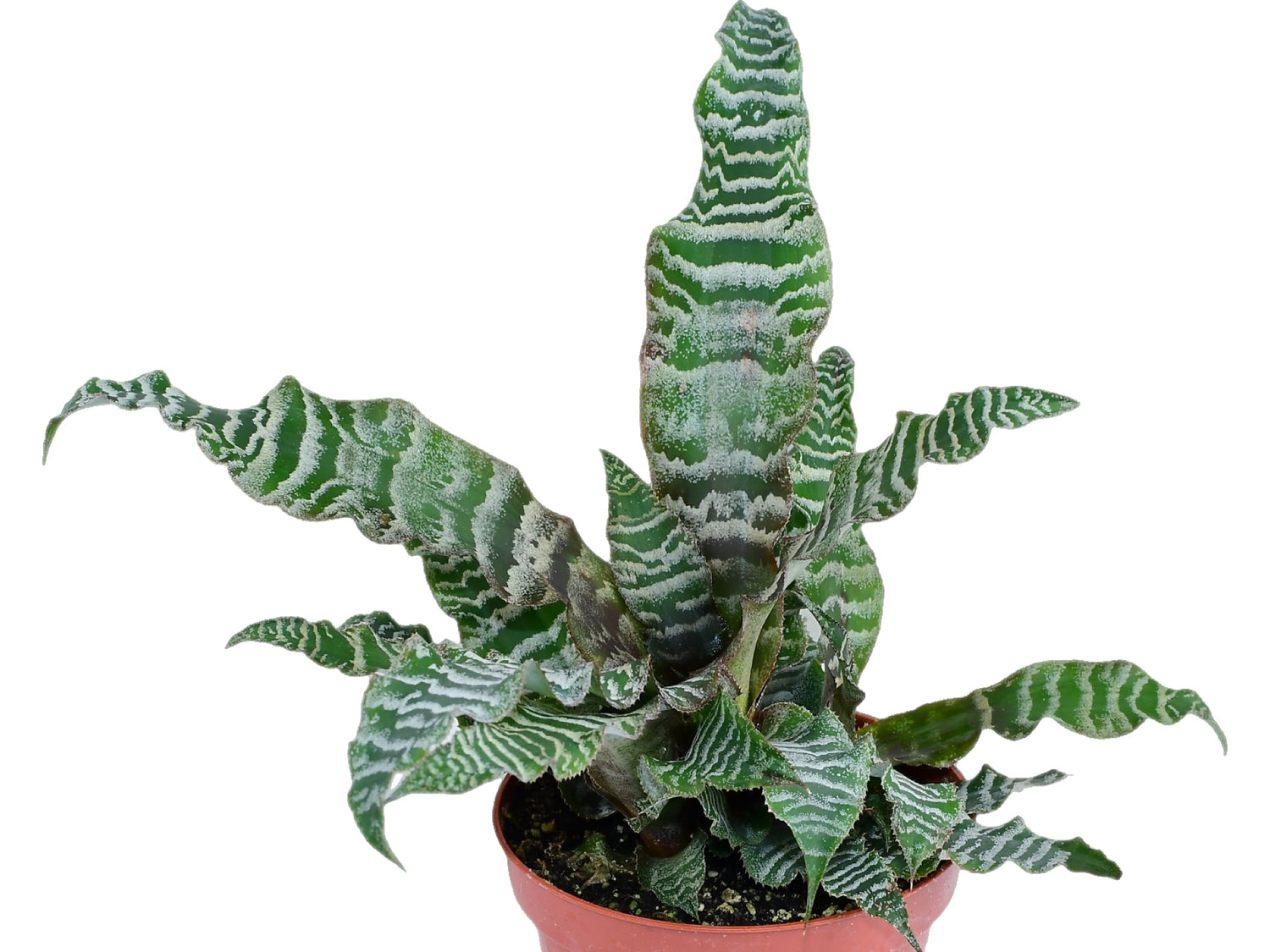 Cryptanthus zonatus