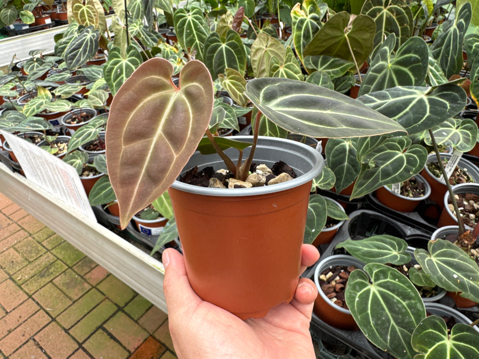 Anthurium besseae cf (Sämling)