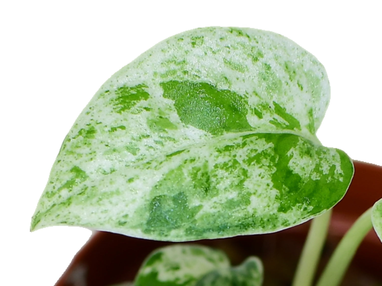 Epipremnum pinnatum 'Marble' variegata