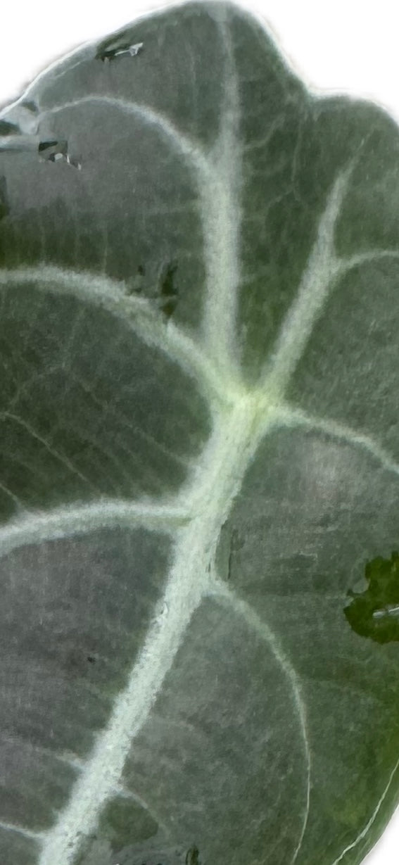 Alocasia longiloba 'Watsoniana‘