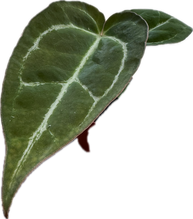 Anthurium crystallinum XS (5,5 cm Topf)