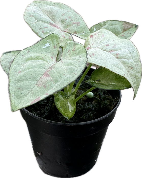 Syngonium podophyllum 'Milk Confetti'  XS 5,5cm Topf