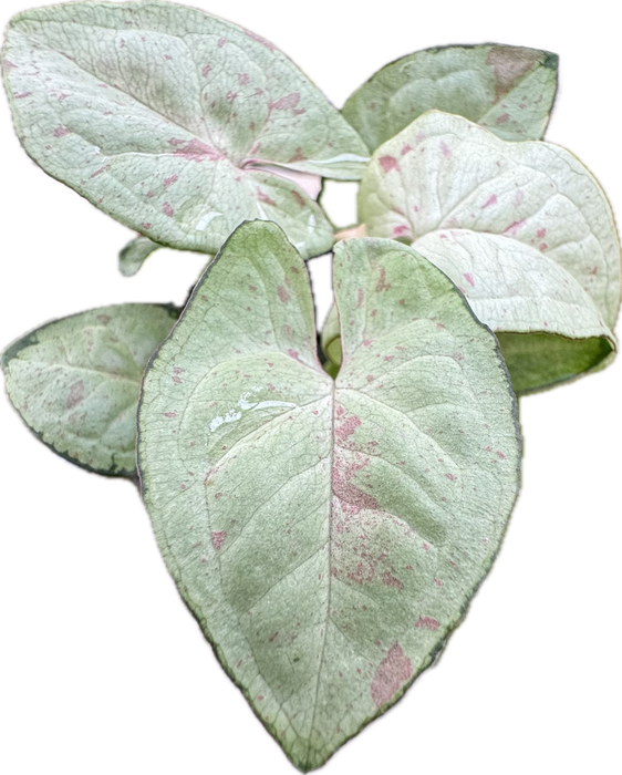 Syngonium podophyllum 'Milk Confetti'  XS 5,5cm Topf