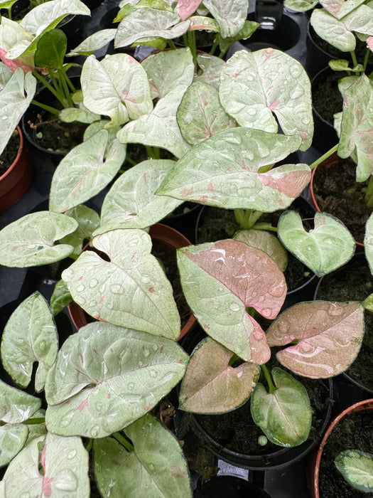 Syngonium podophyllum 'Milk Confetti'  XS 5,5cm Topf