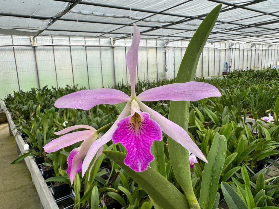 Brassocattleya Kay ('N' x 'atropurpurea')