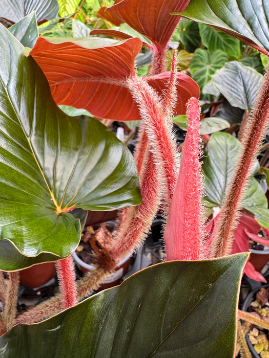 Philodendron squamicaule 'Pink'