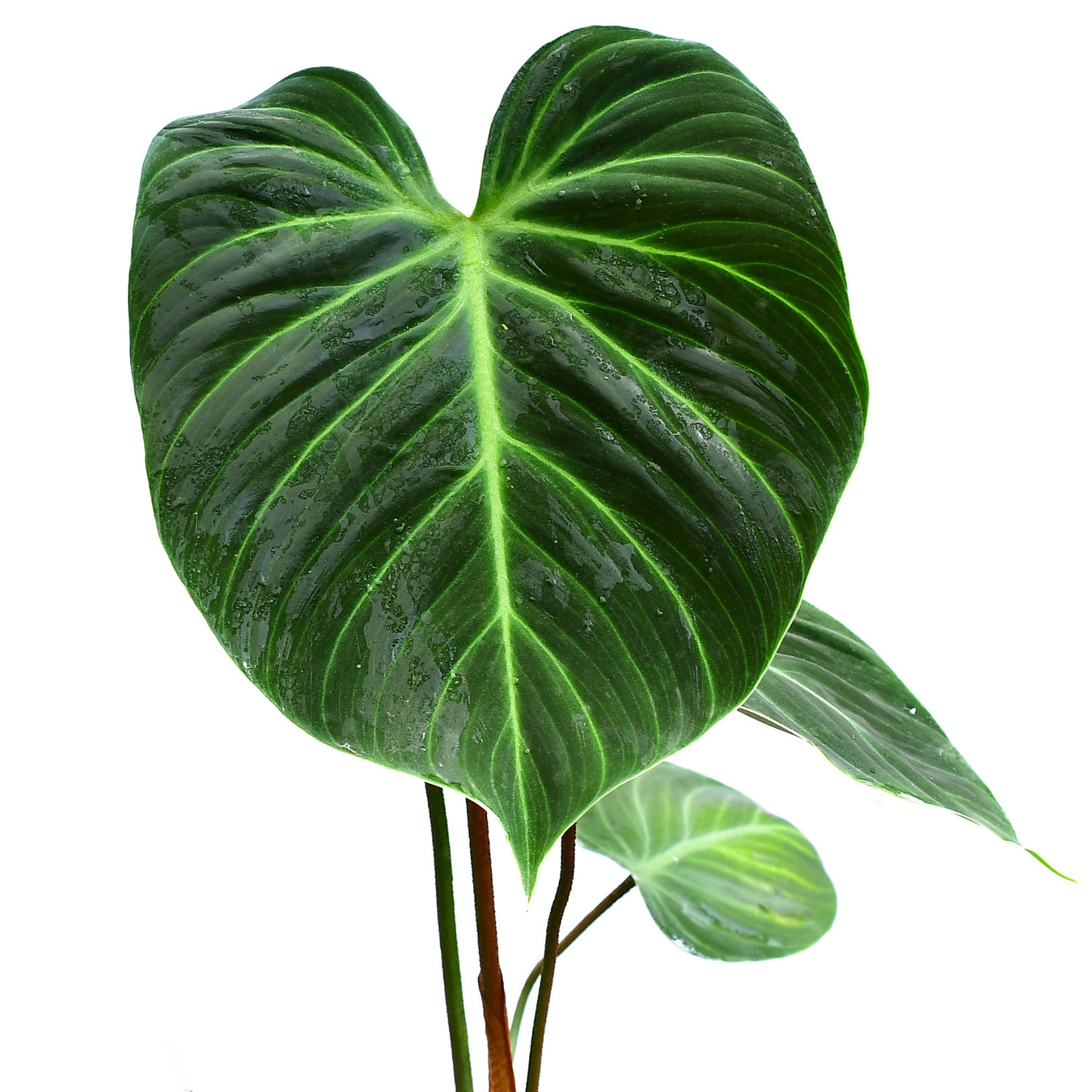 Philodendron