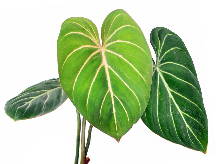 Philodendron gloriosum