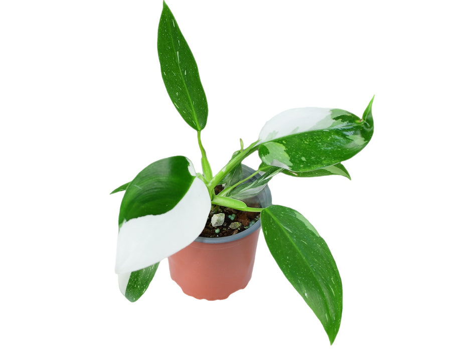 Philodendron White Wizard (11 cm Topf)