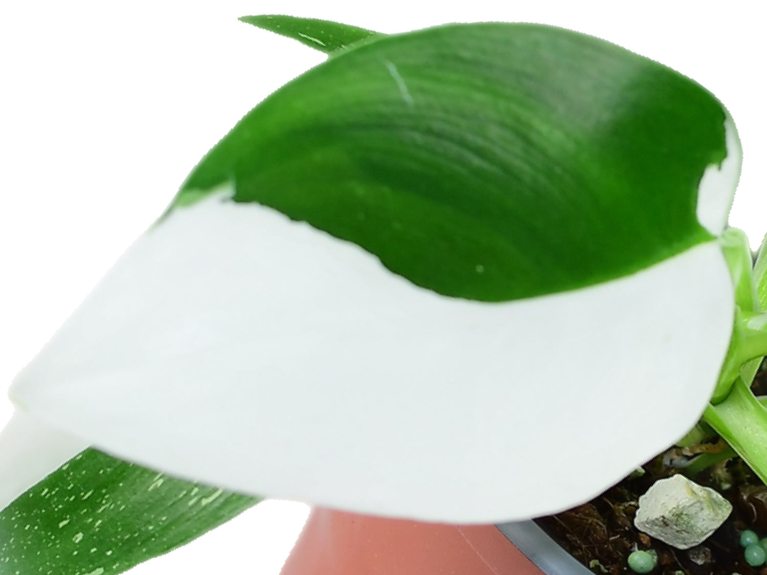 Philodendron White Wizard (11 cm Topf)