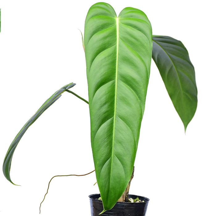 Philodendron spec. nov. 'Green Sky'