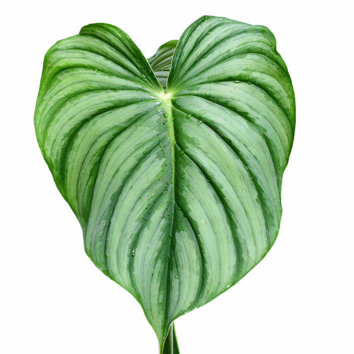 Philodendron plowmanii 'Citrus'