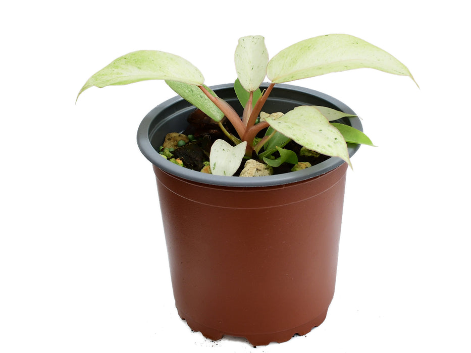 Philodendron Snowdrift (11cm Topf)