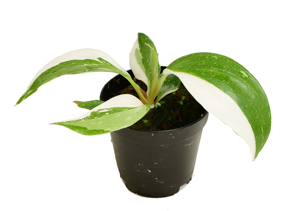 Philodendron White Knight (5,5cm Topf)