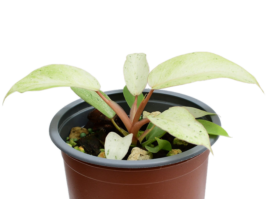 Philodendron Snowdrift (11cm Topf)