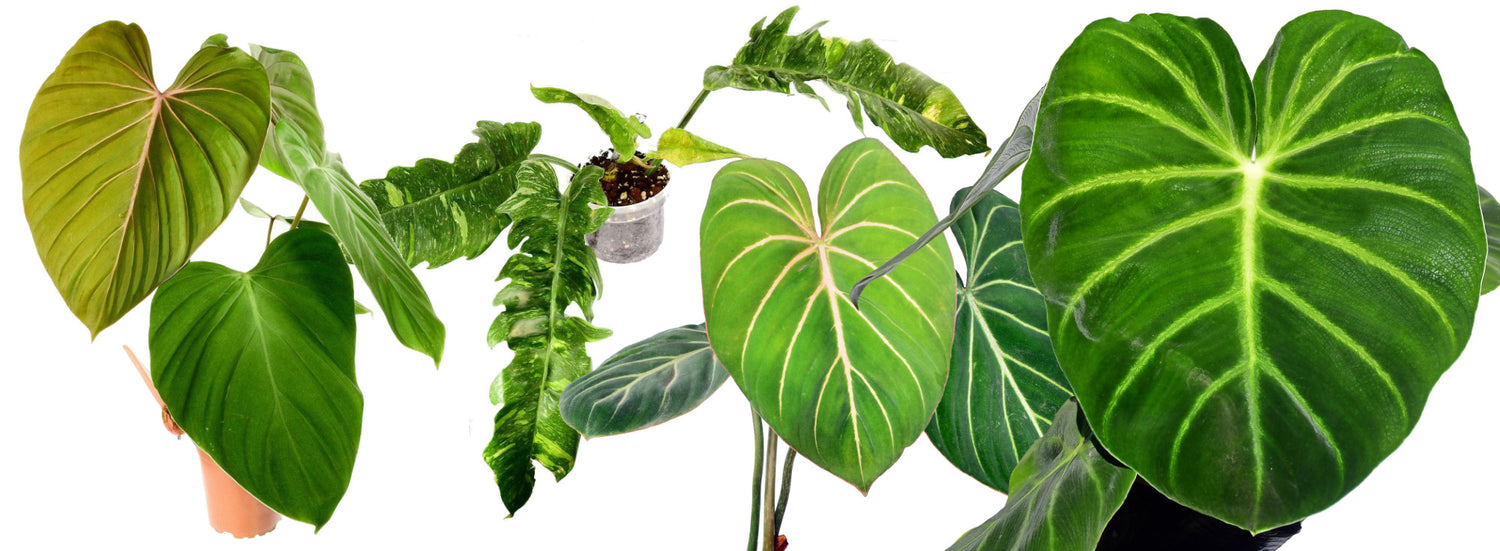 Philodendron Bundle