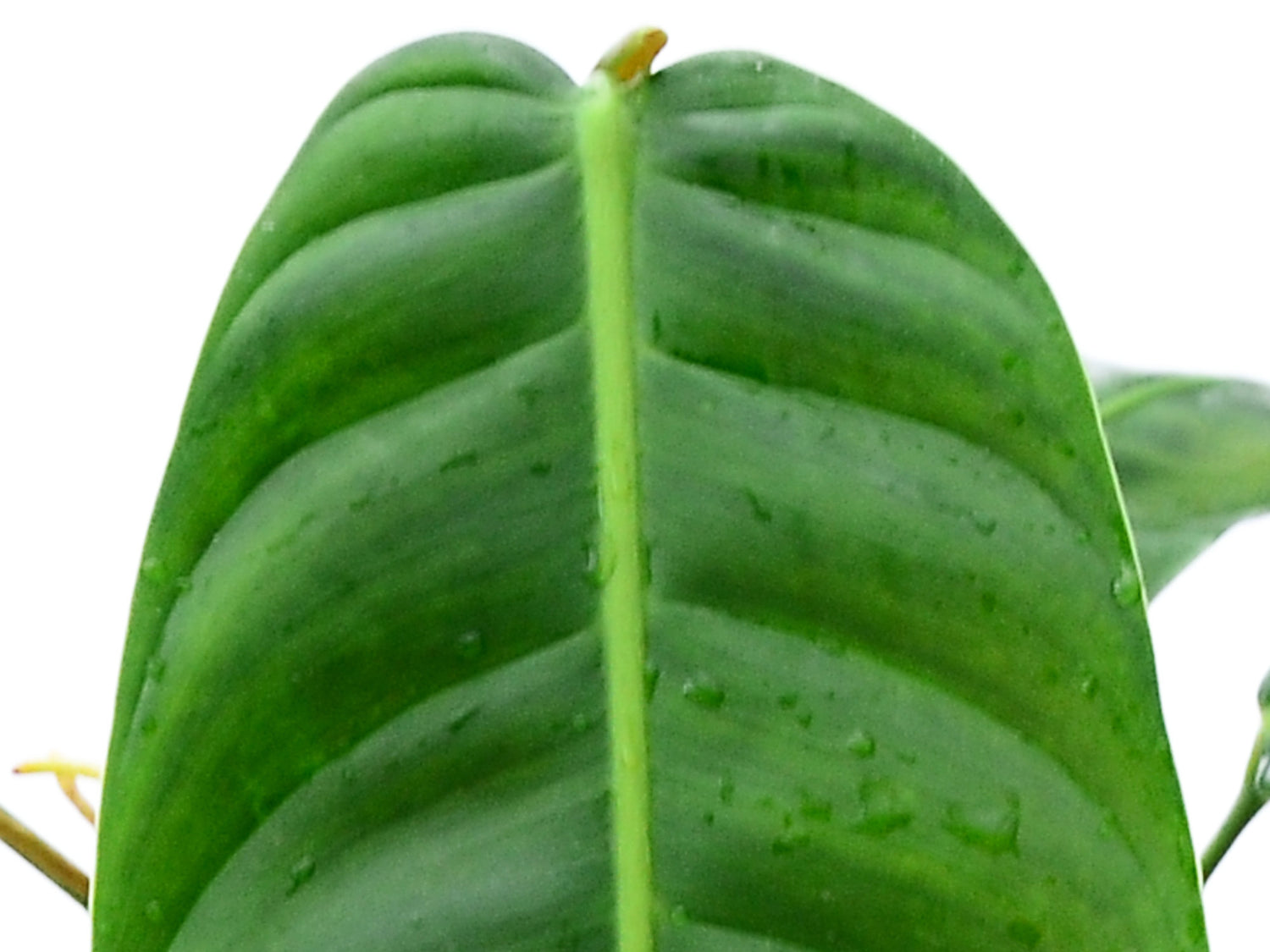 Philodendron patriciae