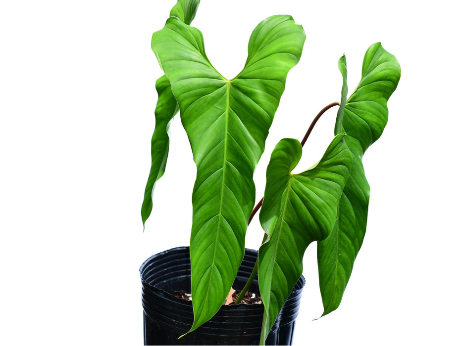 Philodendron species 'Red Petiole'