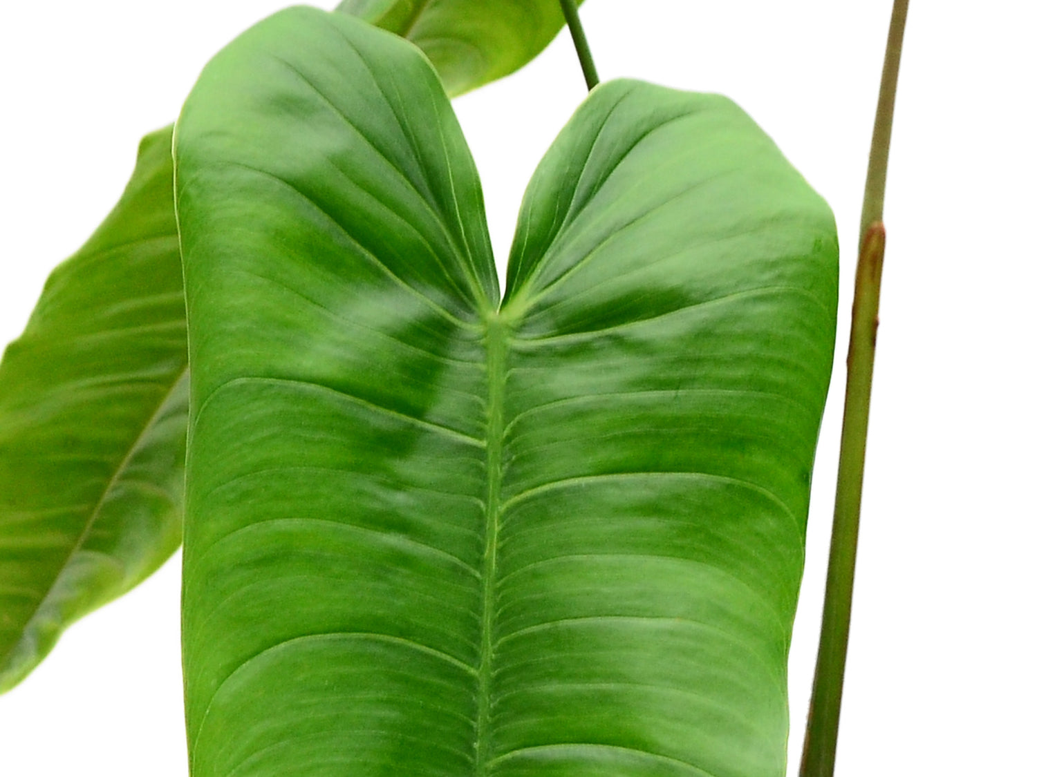 Philodendron sharoniae