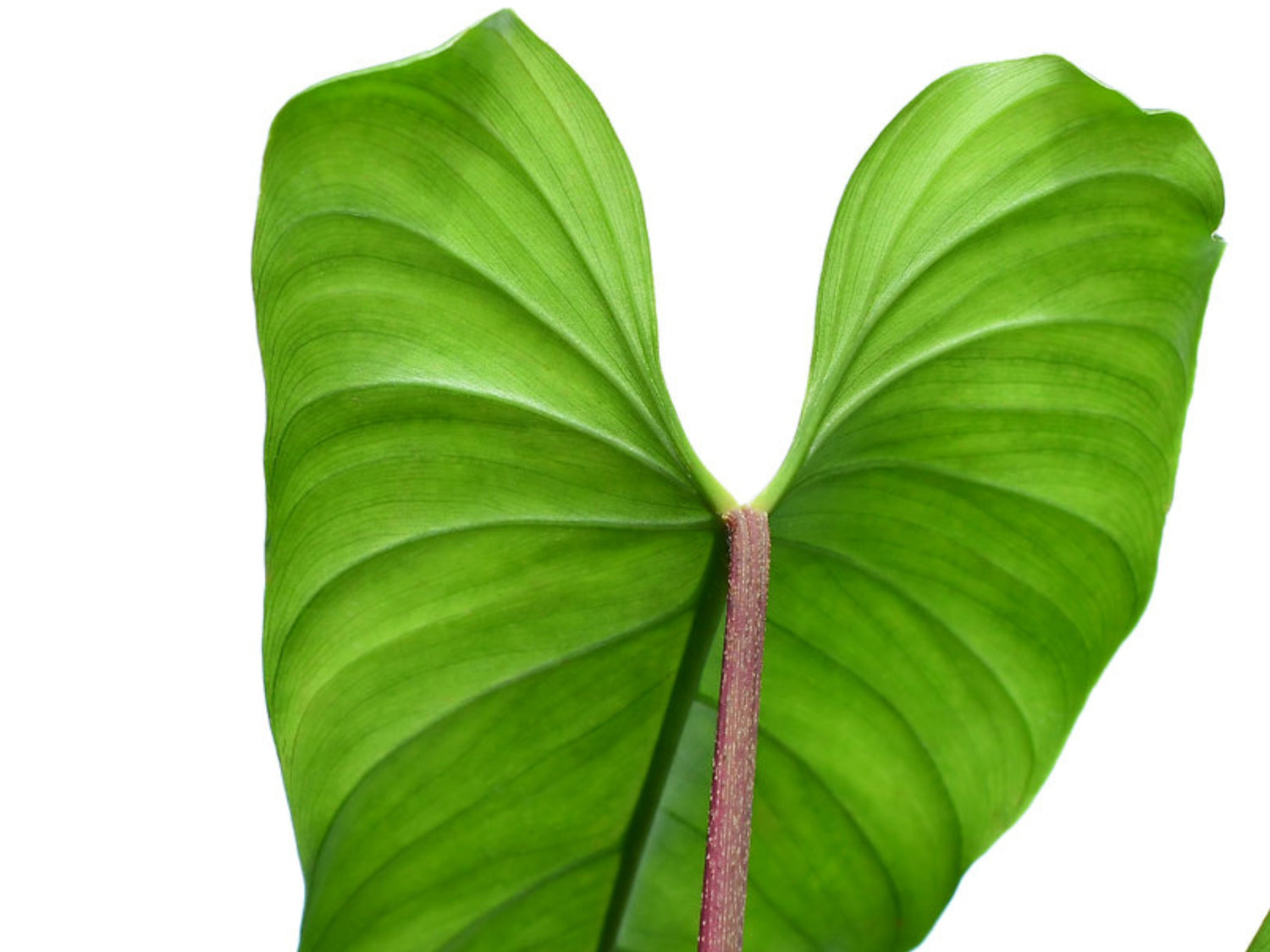 Philodendron species 'Red Petiole'