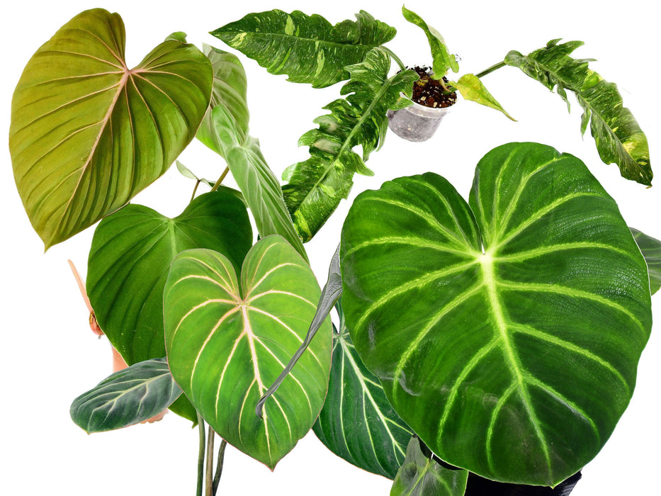 Philodendron Bundle