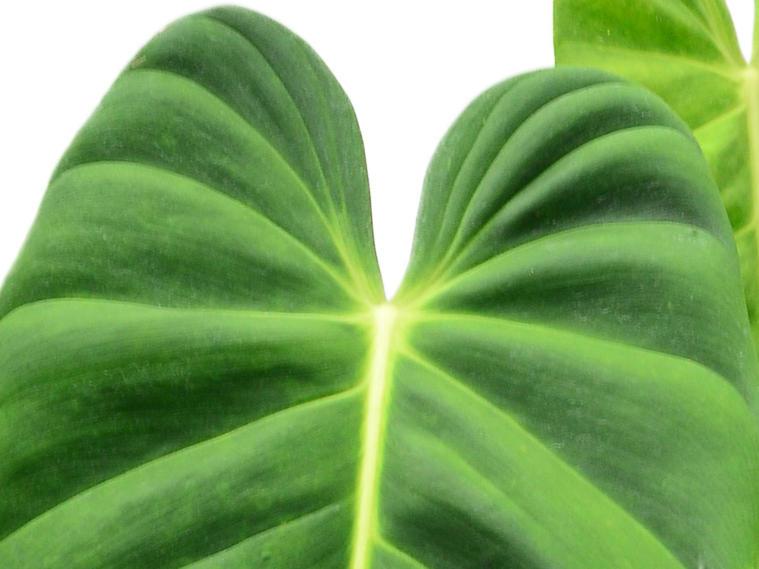 Philodendron esmeraldense